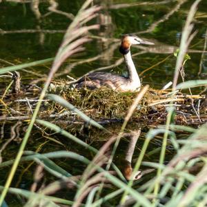 Great Crested Grebe