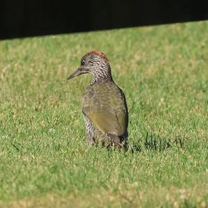 Eurasian Green Woodpecker