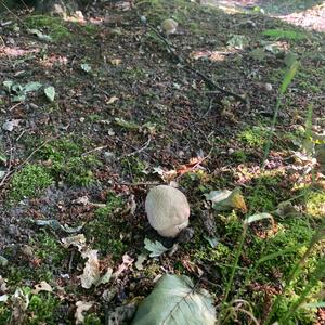 Summer Bolete