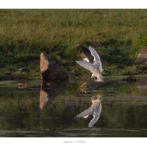 Little Egret