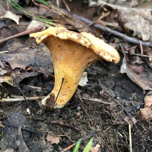 Chanterelle, Common