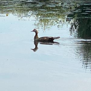 Greylag Goose