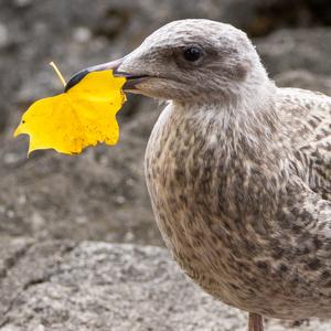 Yellow-legged Gull