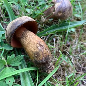 Lurid Bolete