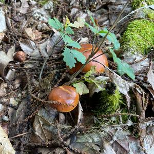 Bay Bolete