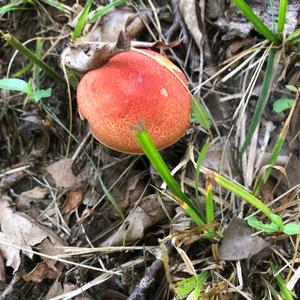 Red-cracked Bolete