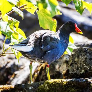 Common Moorhen