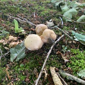 Summer Bolete