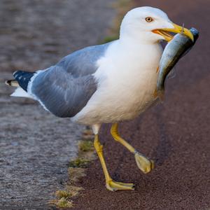 Yellow-legged Gull