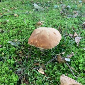 Summer Bolete