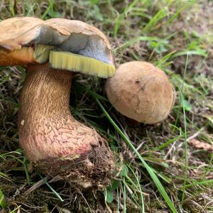 Lurid Bolete