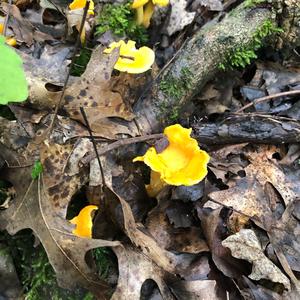 Chanterelle, Common