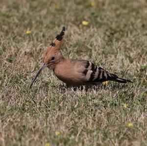 Eurasian Hoopoe