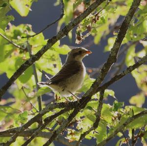 Red-backed Shrike