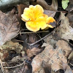 Chanterelle, Common