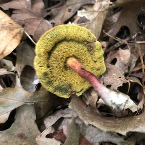 Red-cracked Bolete