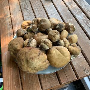 Summer Bolete