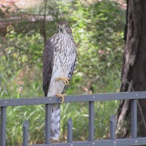 Northern Goshawk