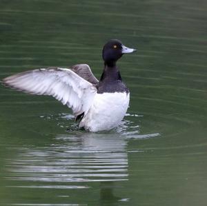 Tufted Duck