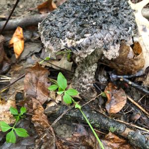 Old Man of the Woods