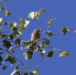 Tree Pipit