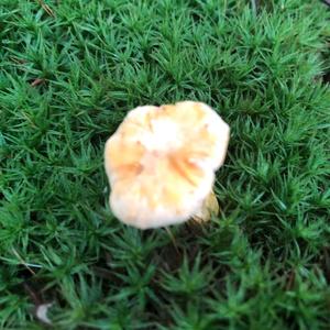 Chanterelle, Common