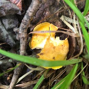 Chanterelle, Common