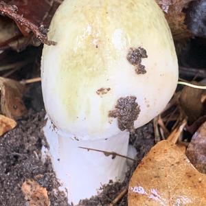 Death Cap