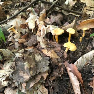 Chanterelle, Common