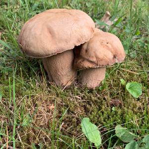 Summer Bolete