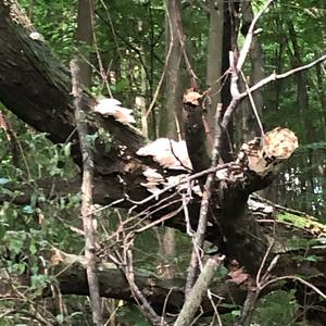 Oyster Mushroom