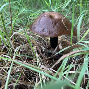 Jersey Cow Bolete