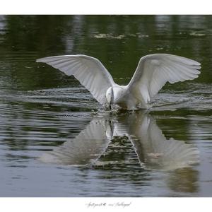 Little Egret