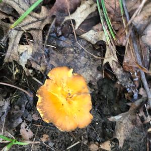 Chanterelle, Common