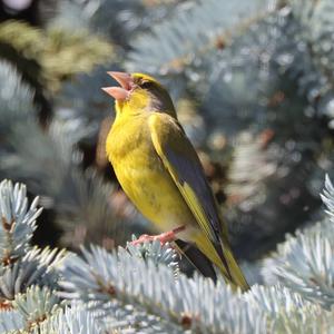 European Greenfinch