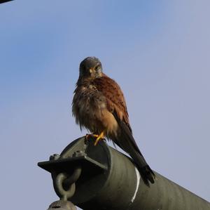 Common Kestrel