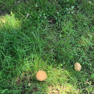 Summer Bolete