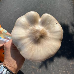 Fawn Mushroom