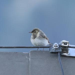 White Wagtail