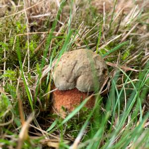 Lurid Bolete