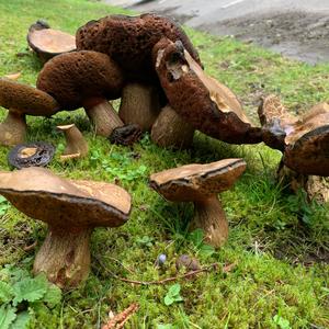 Lurid Bolete