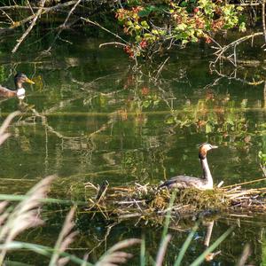 Great Crested Grebe