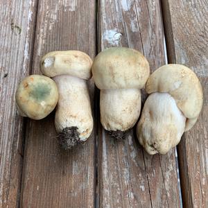 Cracked Green Russula