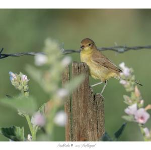 Common Chiffchaff