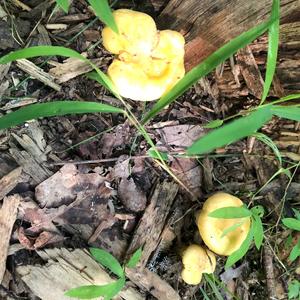 Chanterelle, Common