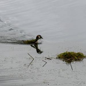 Great Crested Grebe