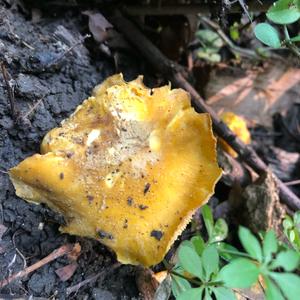 Chanterelle, Common