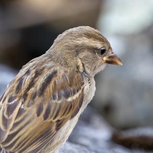 House Sparrow