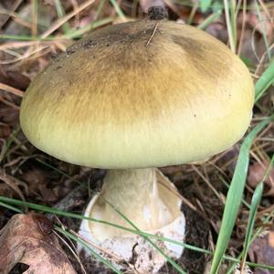 Death Cap