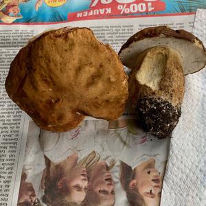 Summer Bolete